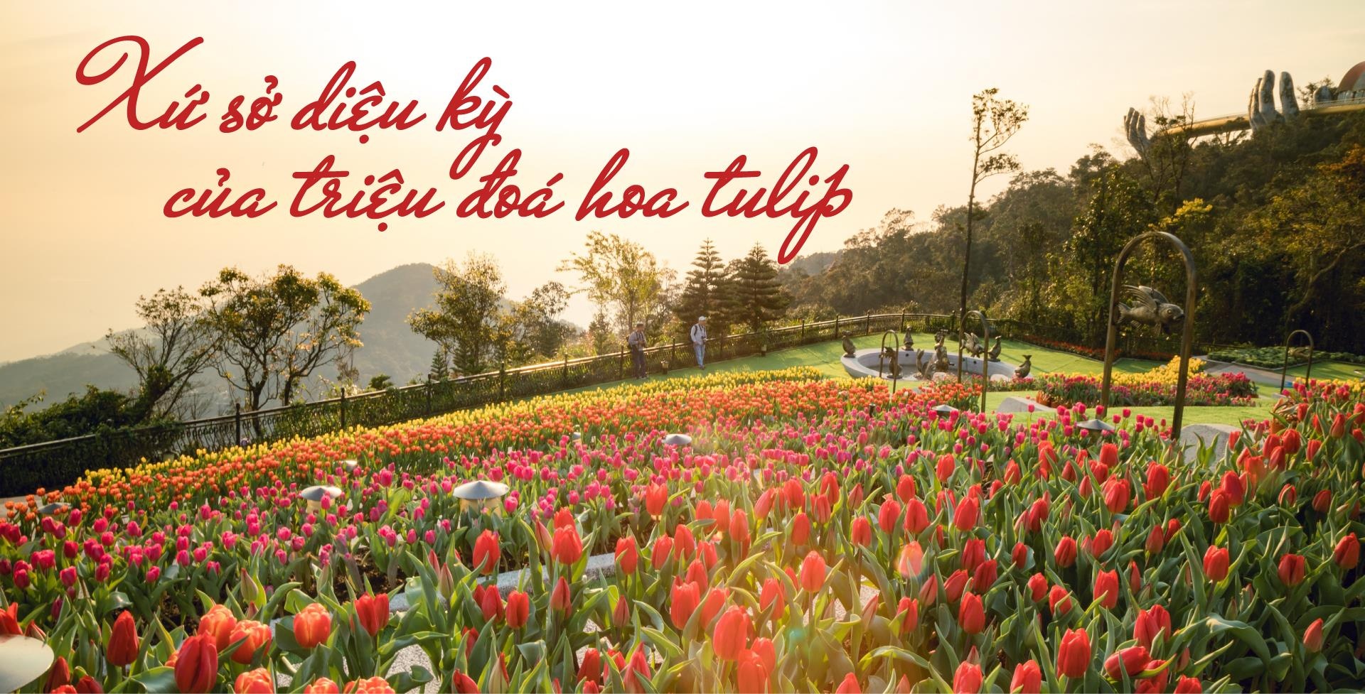 Sun Group, hoa tulip ảnh 2 Sun Group, hoa tulip anh 2