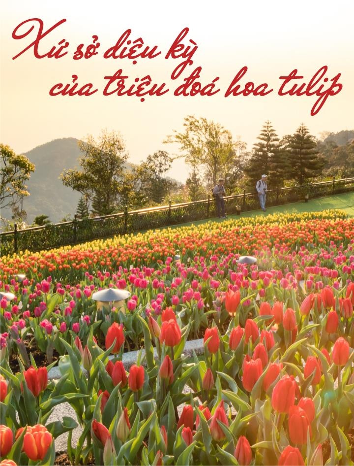 Sun Group, hoa tulip ảnh 1 Sun Group, hoa tulip anh 1