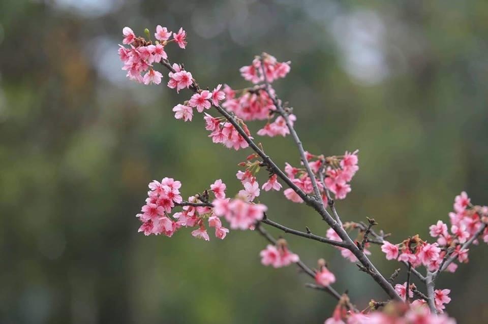 Lễ hội hoa anh đào ảnh 4 Le hoi hoa anh dao anh 4