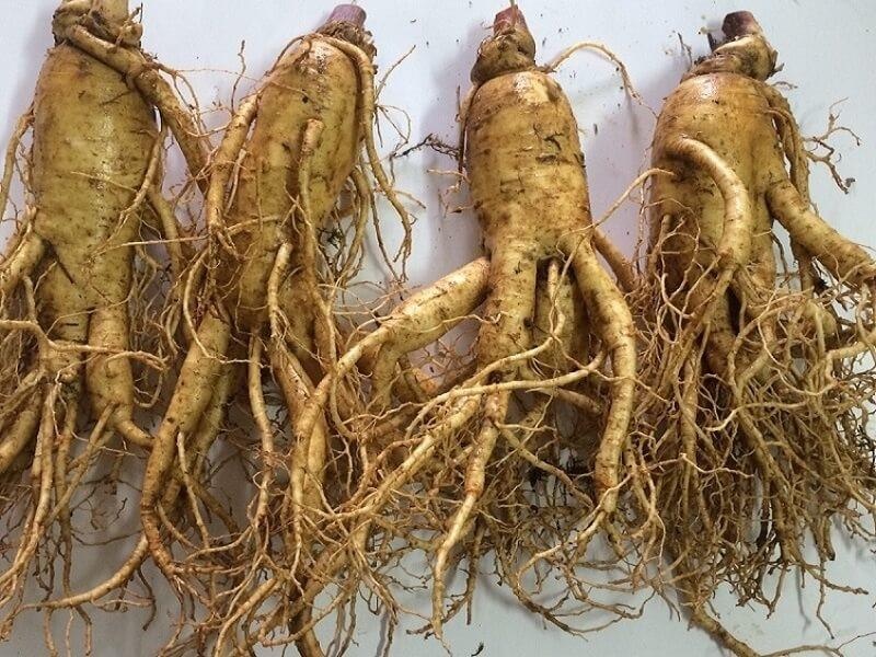 Akina Dong A dua duoc lieu quy cua Nhat Ban ve Viet Nam hinh anh