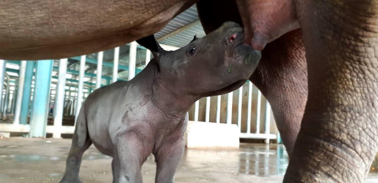 Vinpearl Safari anh 2