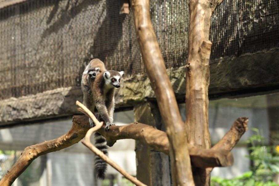 Vinpearl Safari anh 3