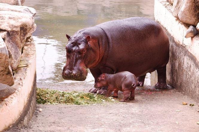 Vinpearl Safari anh 4