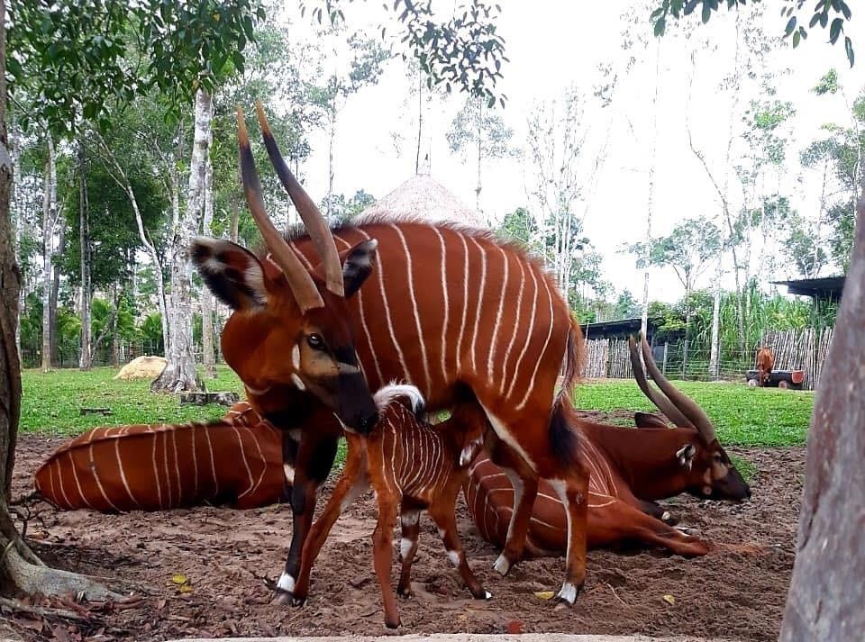 Vinpearl Safari anh 5