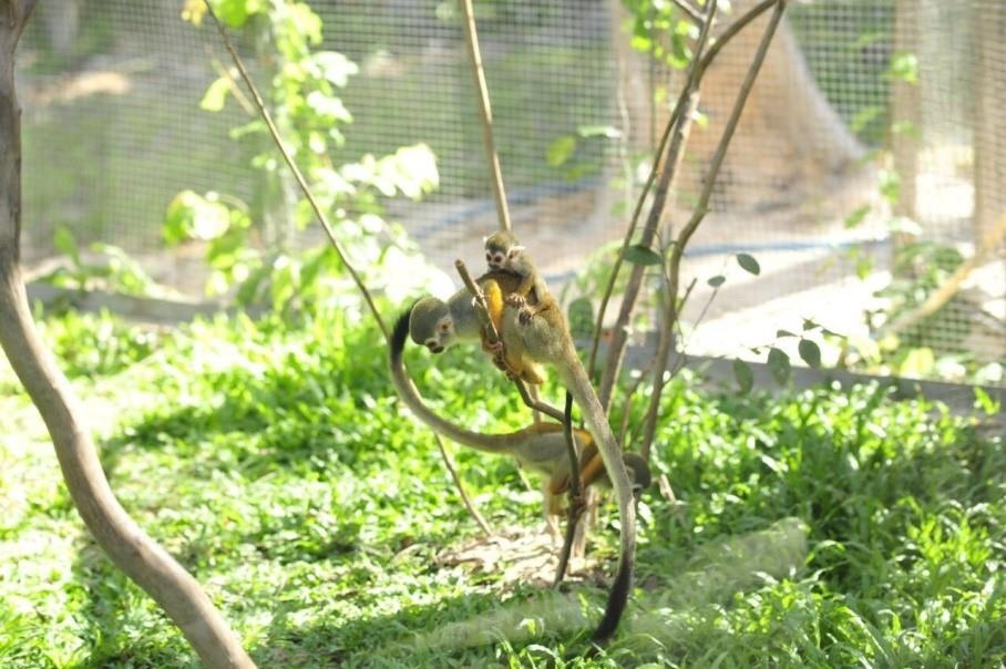 Vinpearl Safari anh 6