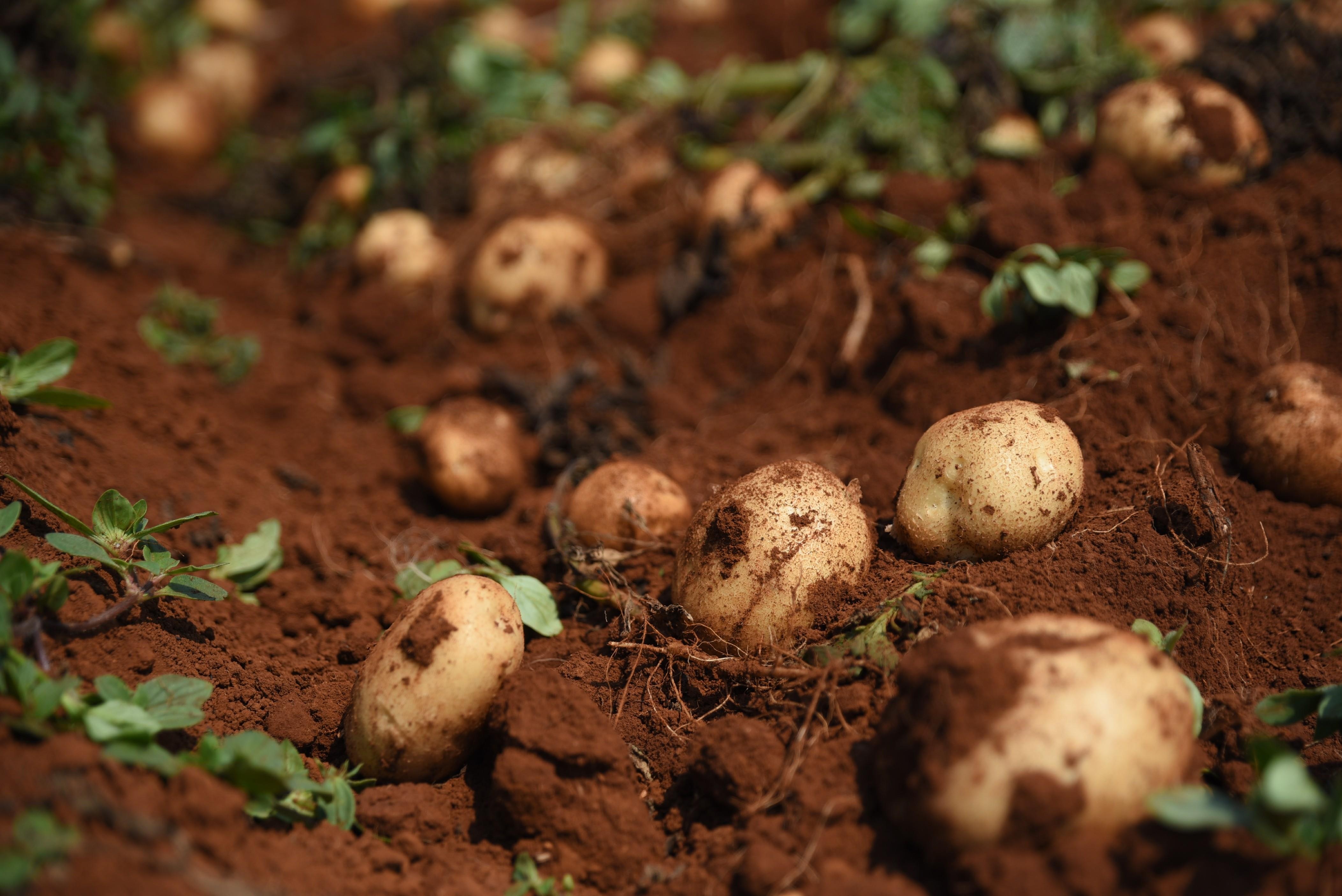 Pepsi ảnh 3 Pepsi anh 3