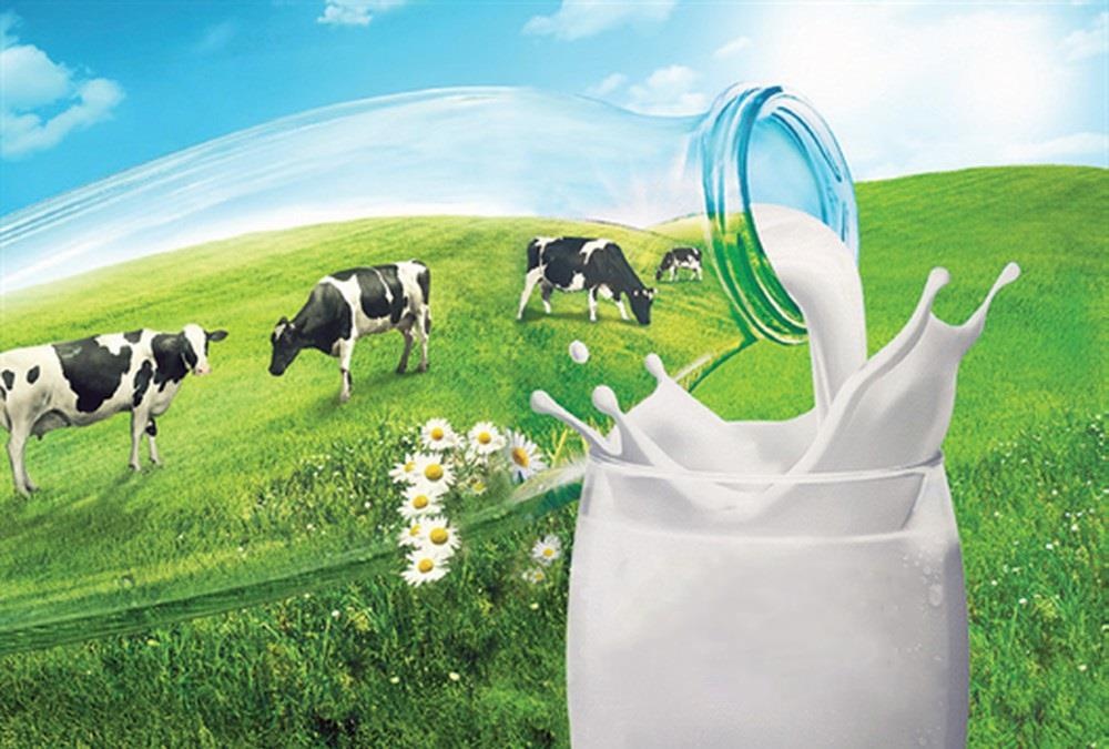 Bo bi quyet chuan giup chat luong sua tuoi Co Gai Ha Lan dong nhat hinh anh