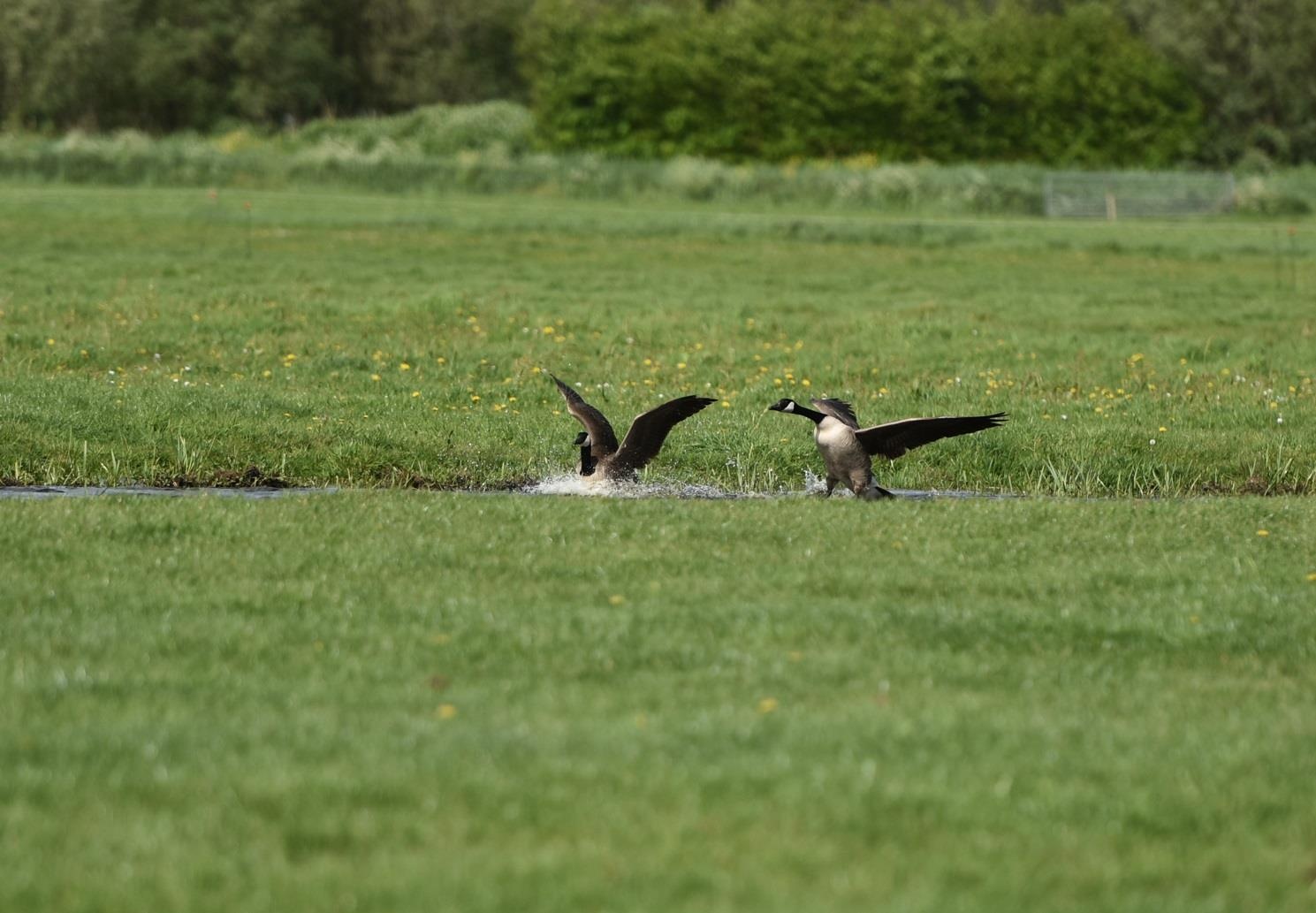 Co Gai Ha Lan anh 10