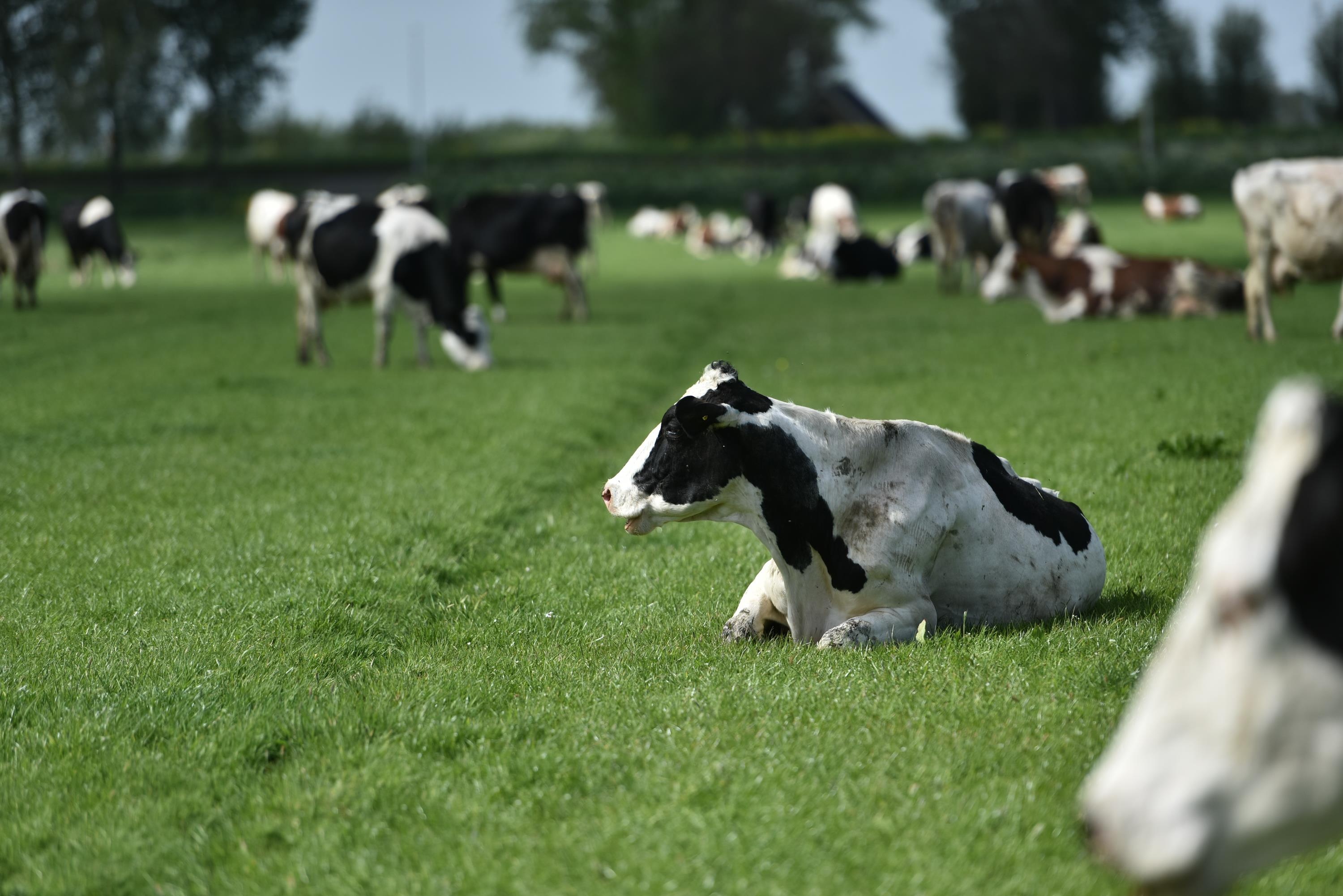 Co Gai Ha Lan anh 12