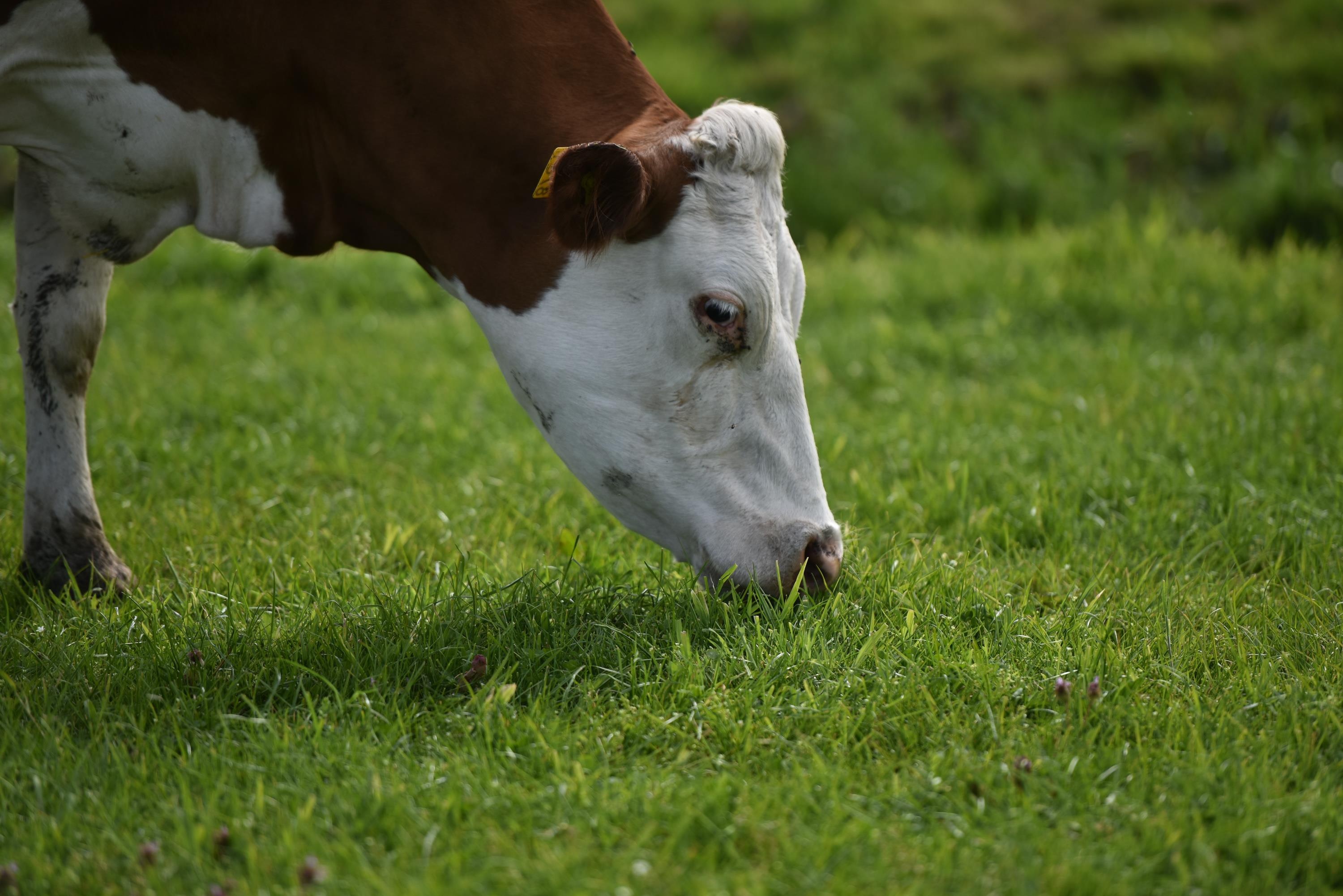 Co Gai Ha Lan anh 11