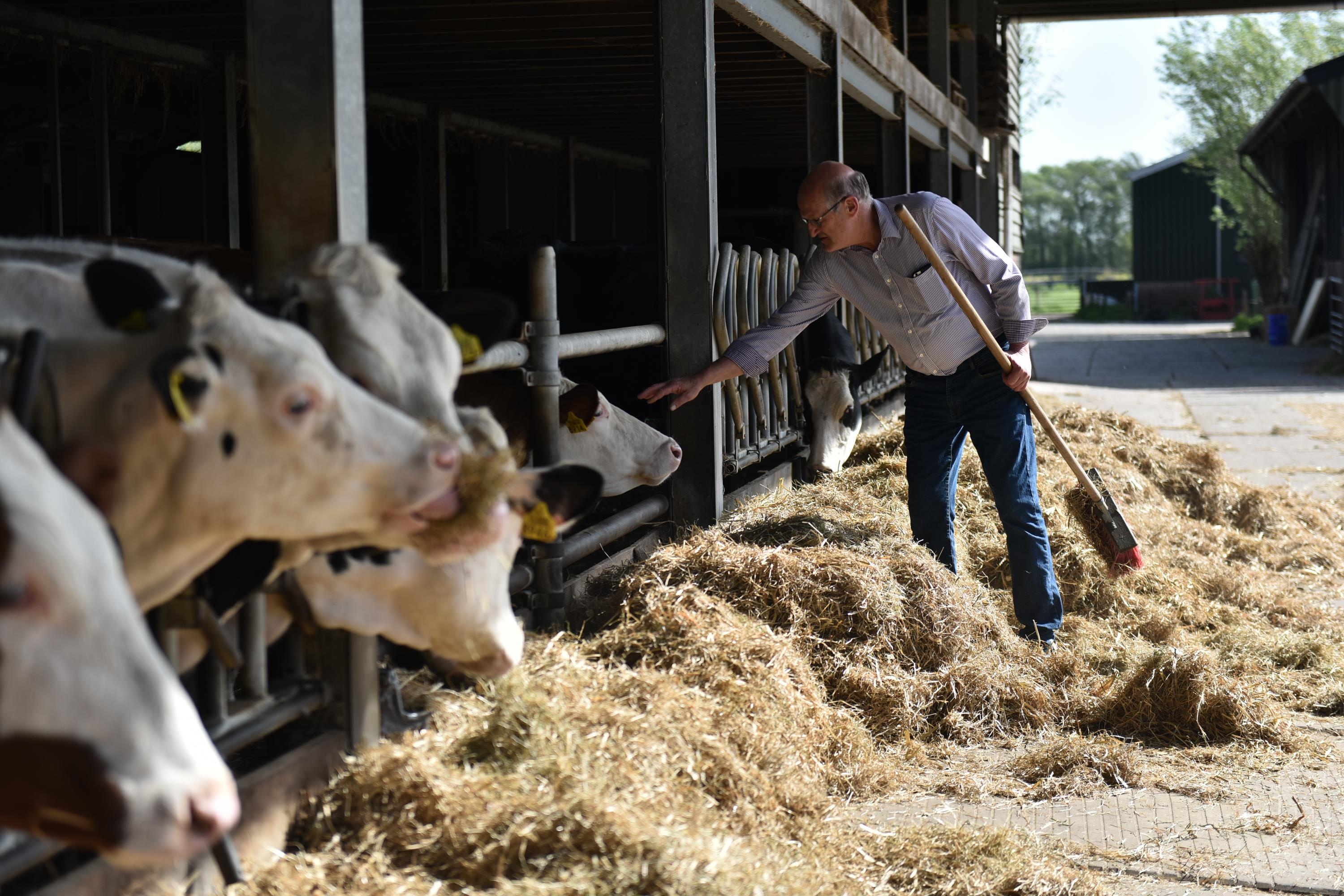 Co Gai Ha Lan anh 13