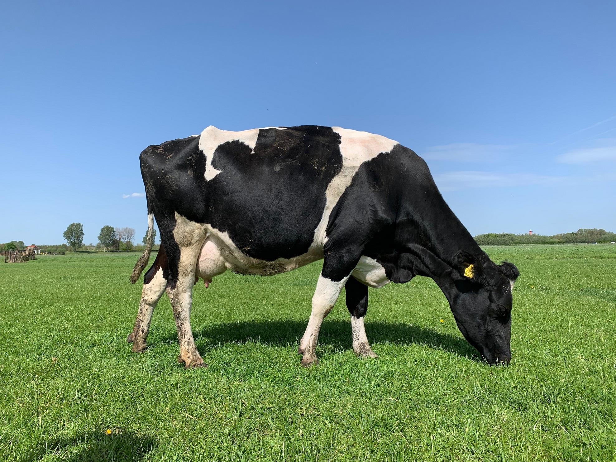 Co Gai Ha Lan anh 15