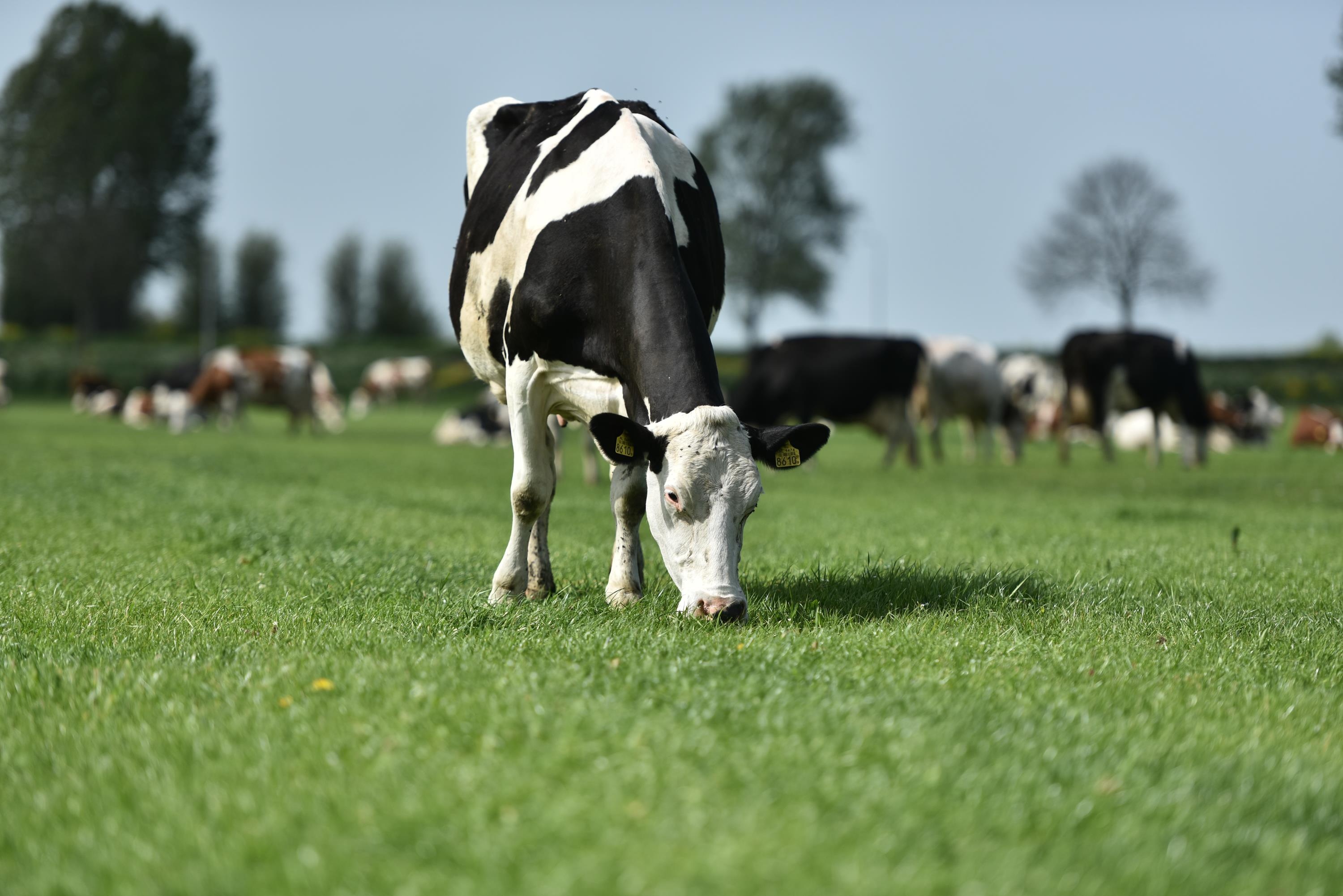 Co Gai Ha Lan anh 16