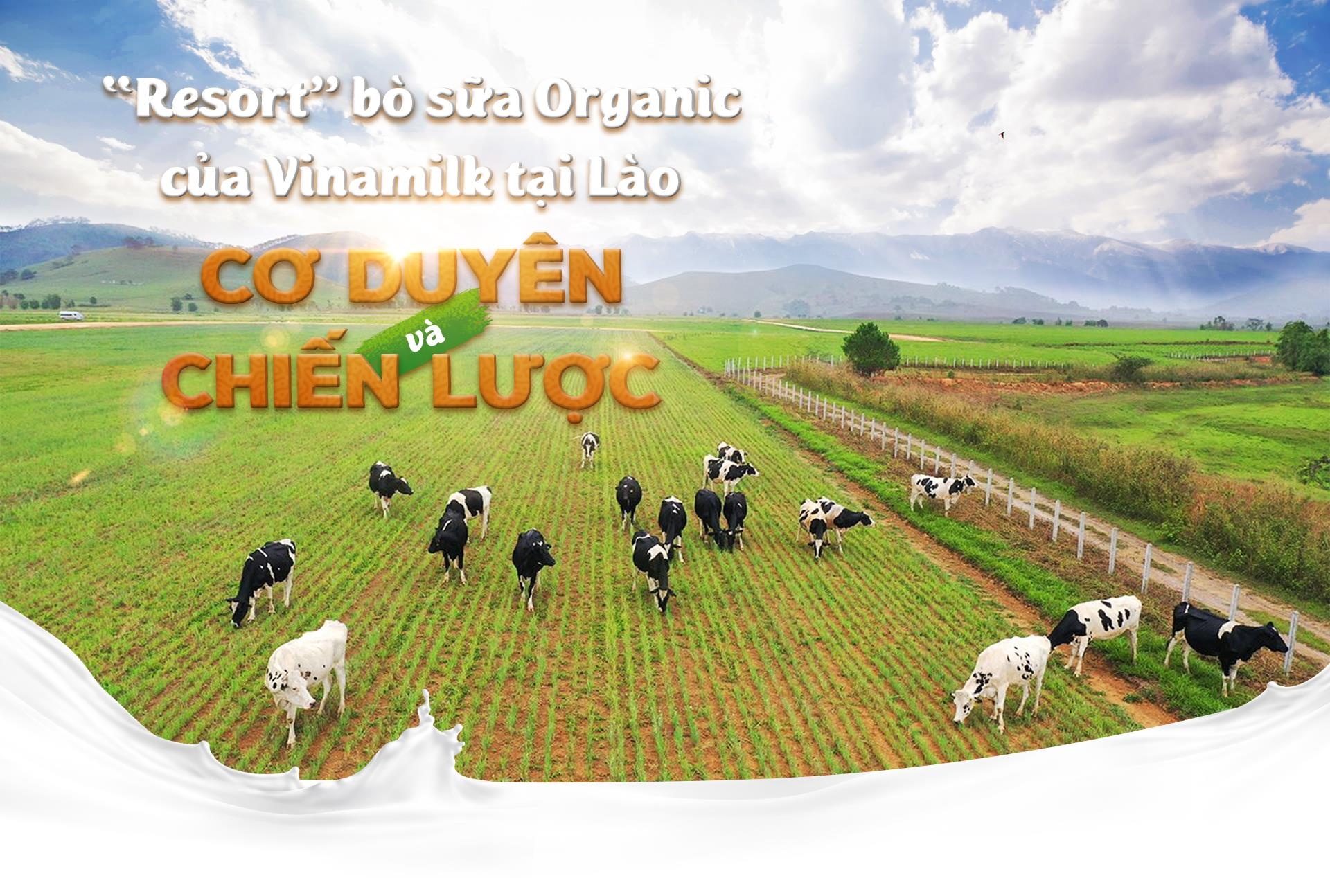 ‘Resort’ bo sua organic cua Vinamilk tai Lao - co duyen va chien luoc hinh anh