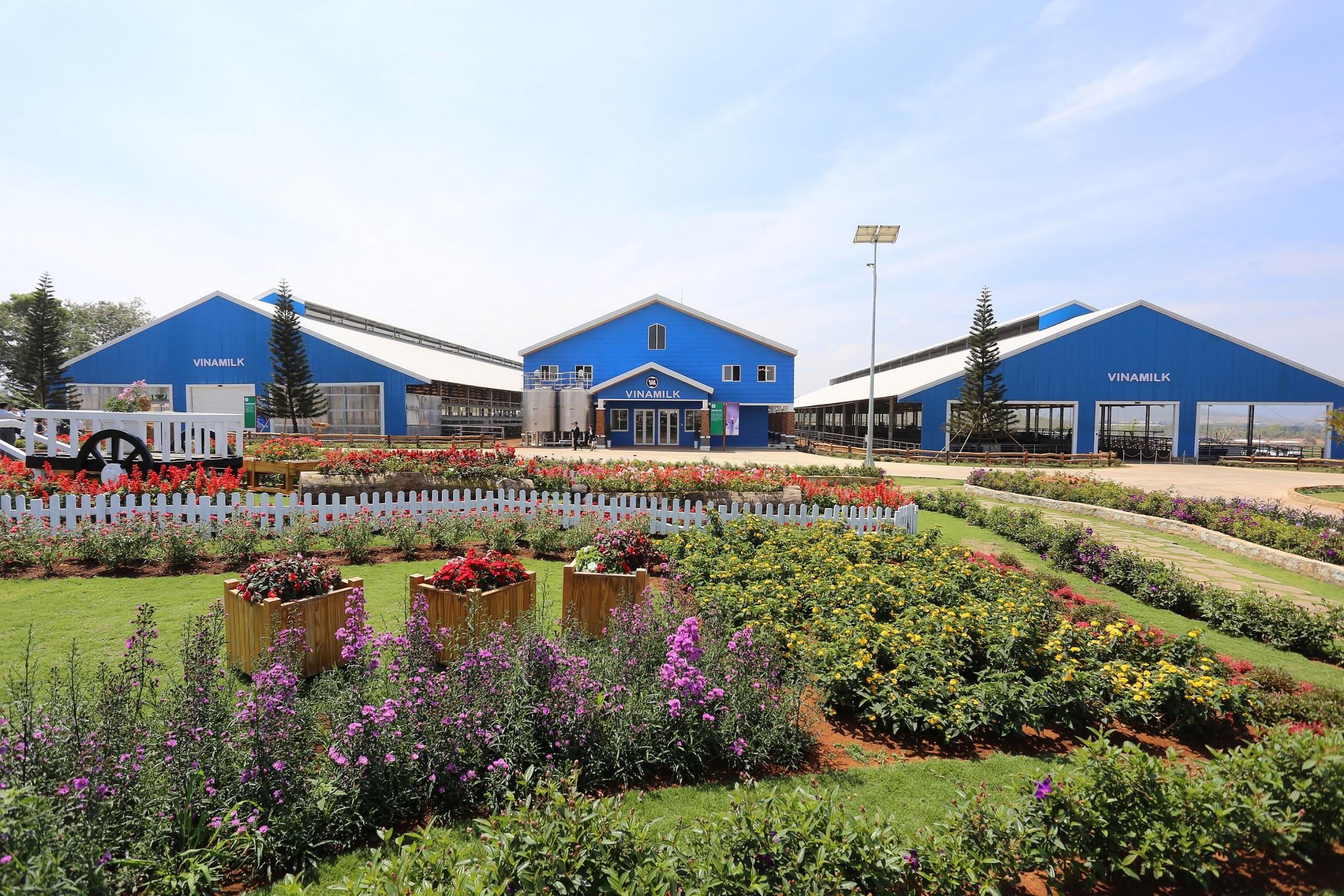 Ban da di het 'resort' bo sua dep quen loi ve cua Vinamilk? hinh anh