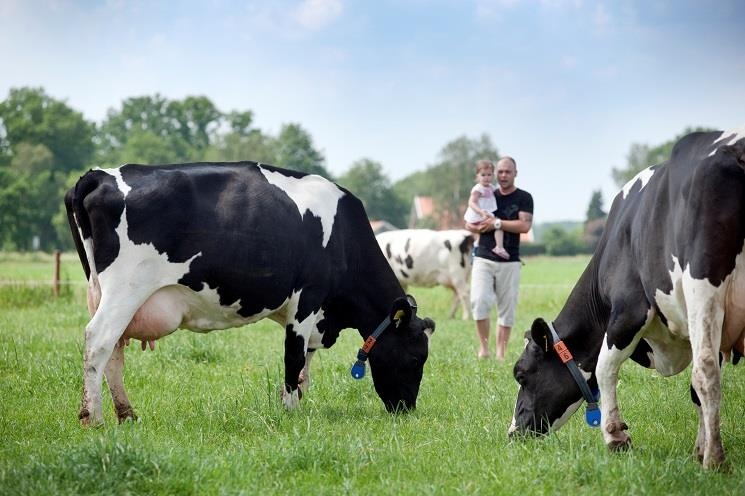 Co Gai Ha Lan lam the nao de sua tai Viet Nam van chuan nhu o Ha Lan? hinh anh