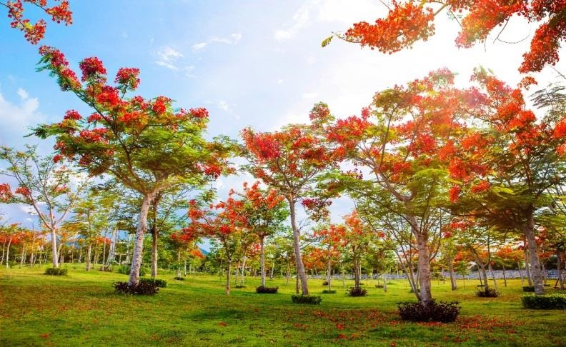 Kham pha thien duong bien xanh va rung phuong do tai Doc Let hinh anh