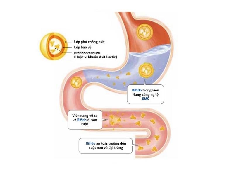 Men vi sinh Bifina R Nhat Ban anh 2