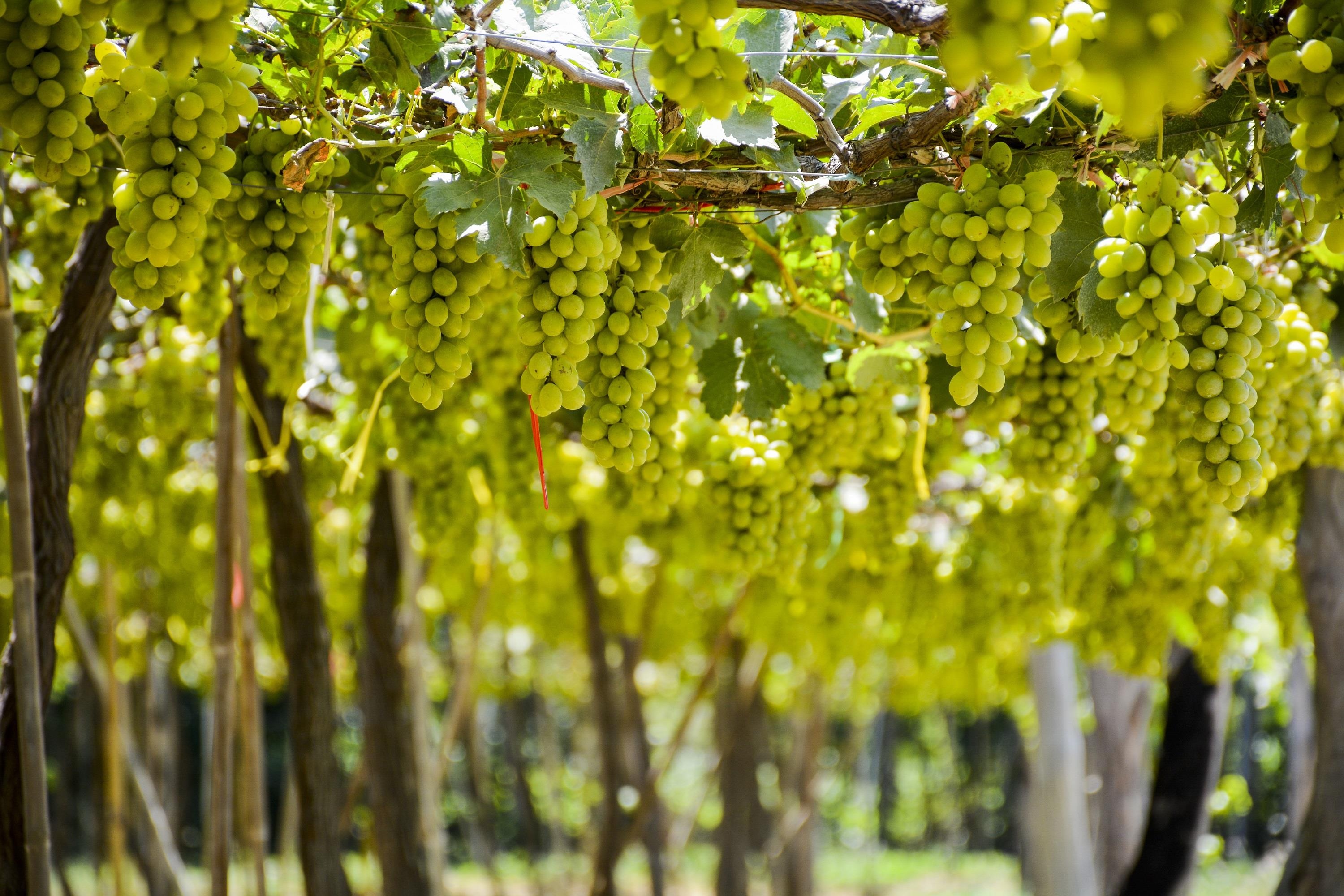 Crystal Bay ảnh 7 Crystal Bay anh 7