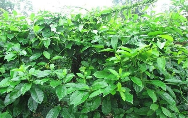 Dược Tâm An ảnh 1 Duoc Tam An anh 1