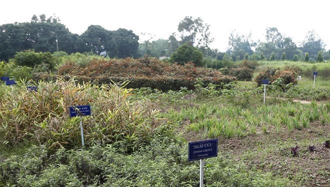 San pham dong y An Cot Nam anh 4