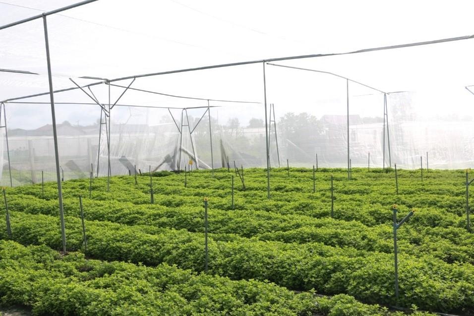 Tap doan Minh Hung ho tro Can Giuoc xay dung thuong hieu rau an toan hinh anh