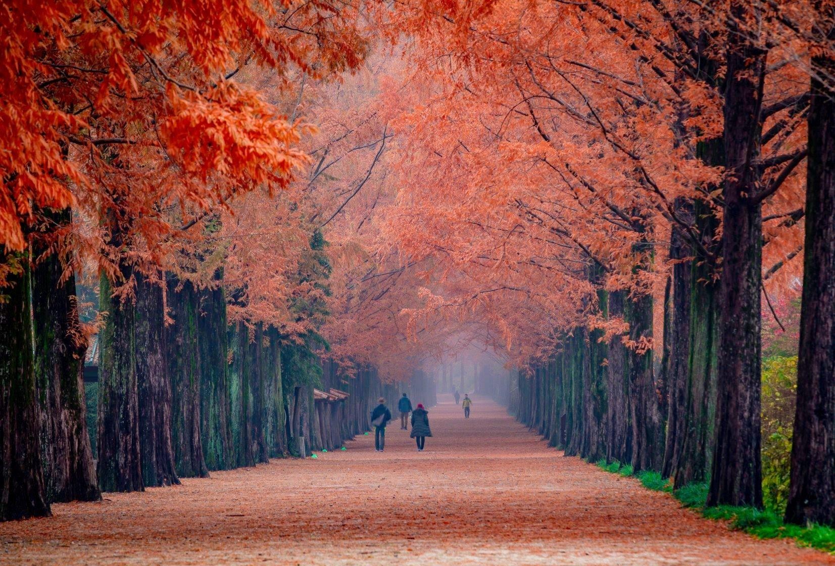 Thu nay, cung Cattour kham pha diem ngam la vang, la do tai Han Quoc hinh anh