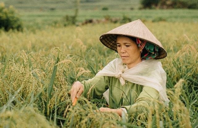 Com Tu Le - hat ngoc quy cua nui rung Tay Bac hinh anh