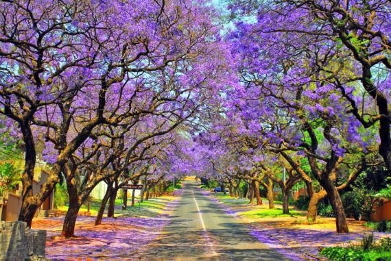 Luu dau thanh xuan voi hanh trinh kham pha Nam Phi mua phuong tim hinh anh