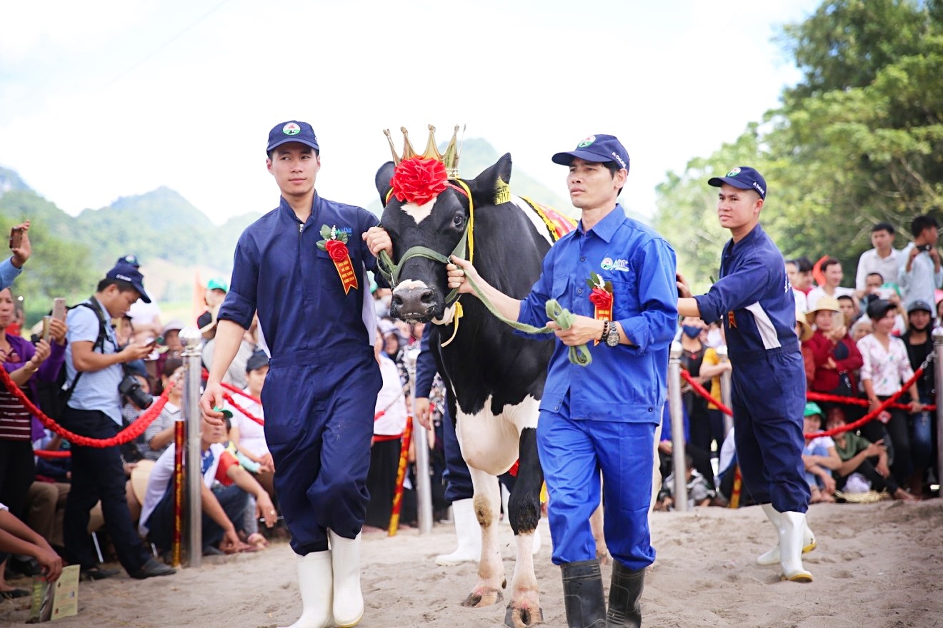 Hoi thi 'Hoa hau bo sua' buoc sang nam thu 16 hinh anh
