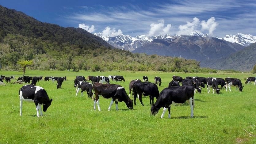 Traphaco danh 2 nam tim hieu doi tac san xuat sua tu New Zealand hinh anh