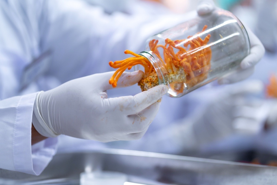 Sua va duoc lieu quy - su ket hop moi la ho tro suc khoe nguoi gia hinh anh