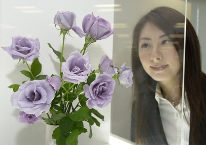 Hoa hong xanh va cach Suntory bien dieu khong the thanh co the hinh anh