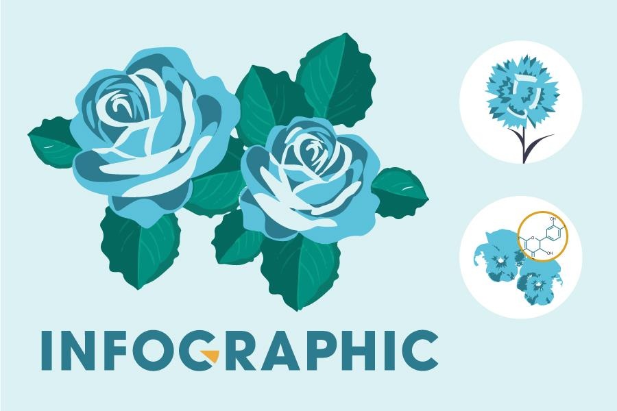 Hoa hong xanh va 14 nam kien tri bien 'khong thanh co' cua Suntory hinh anh