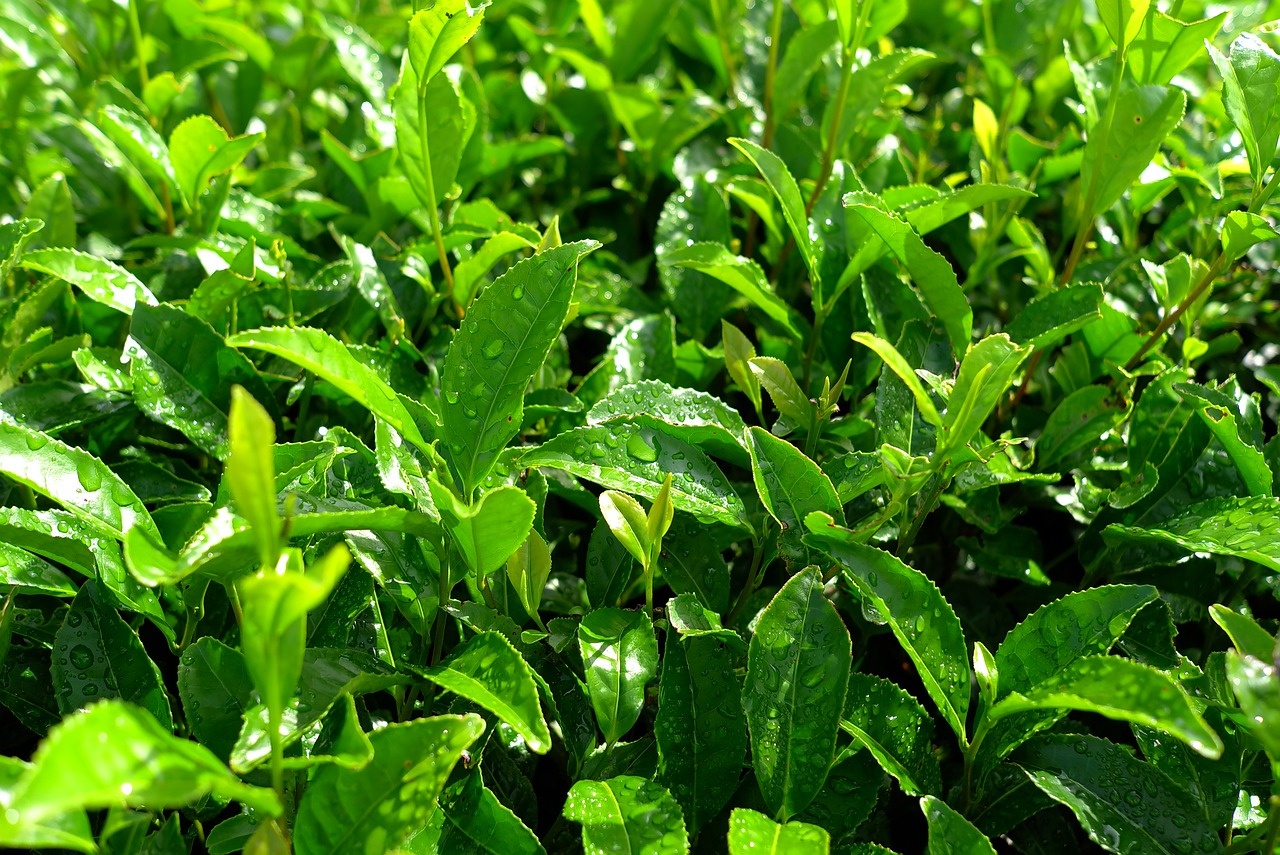 Fuzetea+ ảnh 2 Fuzetea+ anh 2