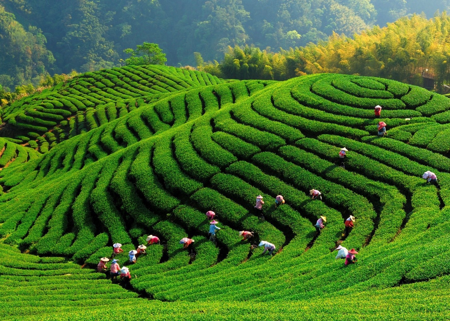Nhung doi tra noi tieng cua Presotea tai Dai Loan hinh anh