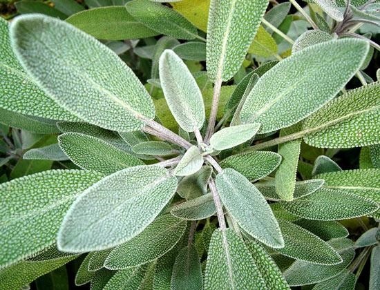 8 thuc pham tot cho tre do mo hoi trom hinh anh