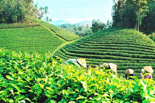 Hoi cho 'Huong tra - Sac to' Bao Loc quy tu 300 gian hang hinh anh