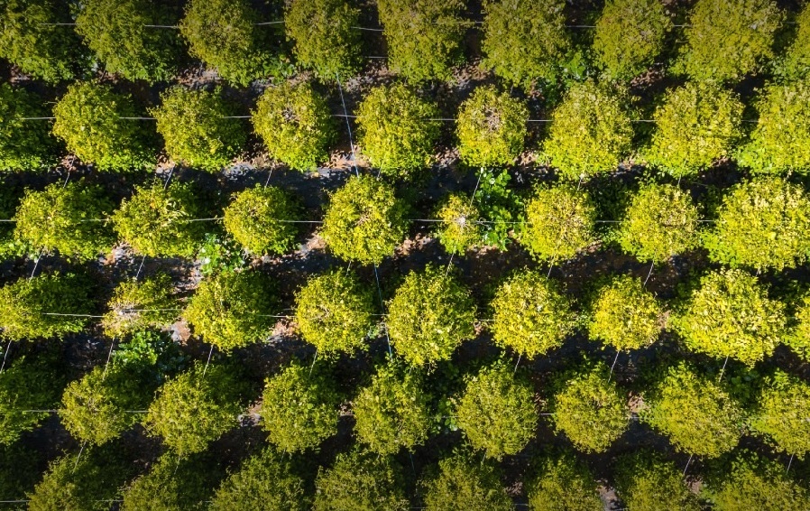 Vinpearl Phú Quốc ảnh 4 Vinpearl Phu Quoc anh 4