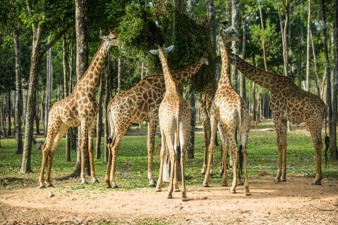 Vinpearl Phu Quoc anh 3