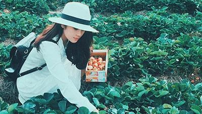 Trai nghiem tour Da Lat mot ngay hap dan cung Hoa Dalat Travel hinh anh