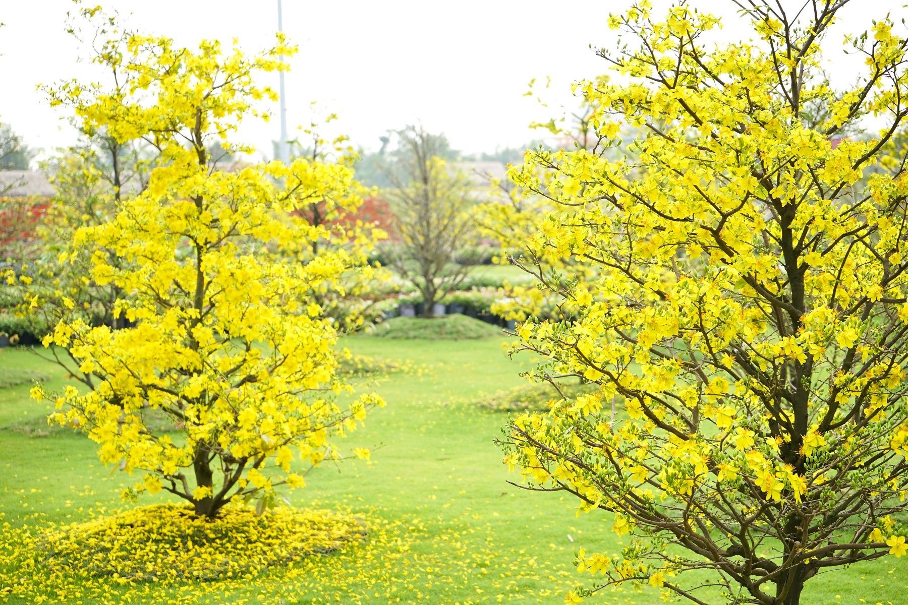 Lễ hội xuân TP.HCM ảnh 2 Le hoi xuan TP.HCM anh 2