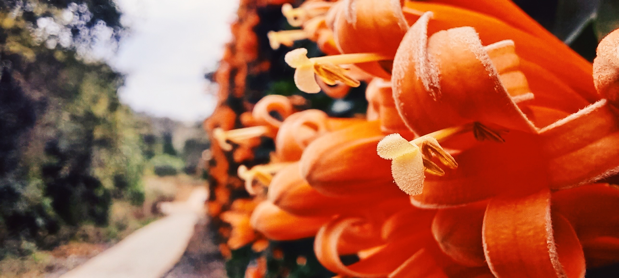 Khoanh khac dau nam ron rang qua ong kinh can canh macro hinh anh