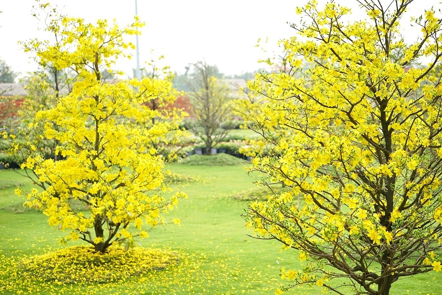 Le hoi hoa xuan anh 1