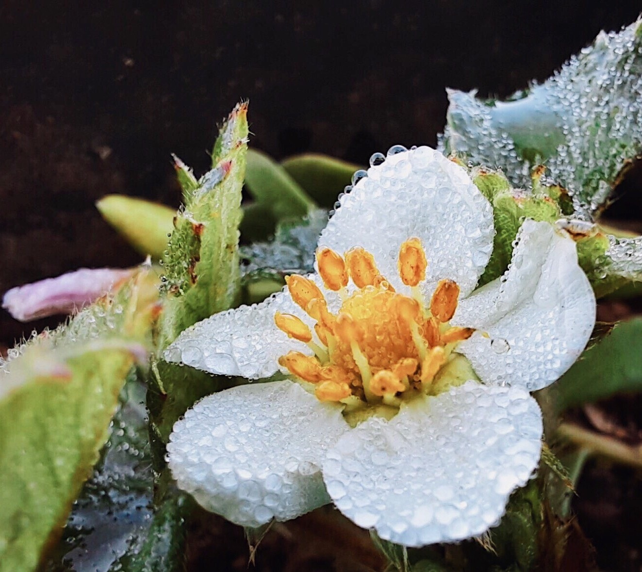 Samsung Galaxy A71 trang bi camera macro anh 5