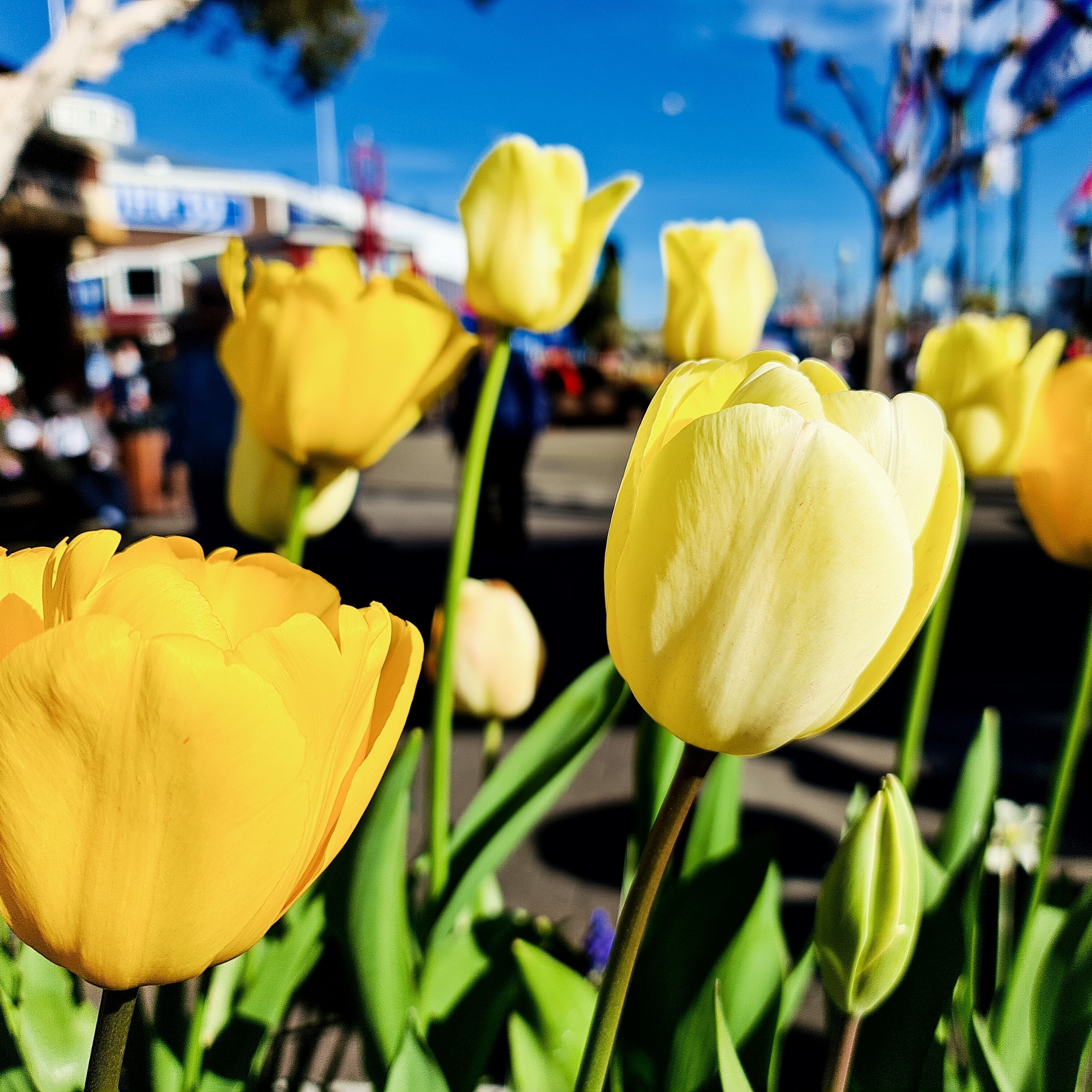 Hoa hau Do My Linh anh 3