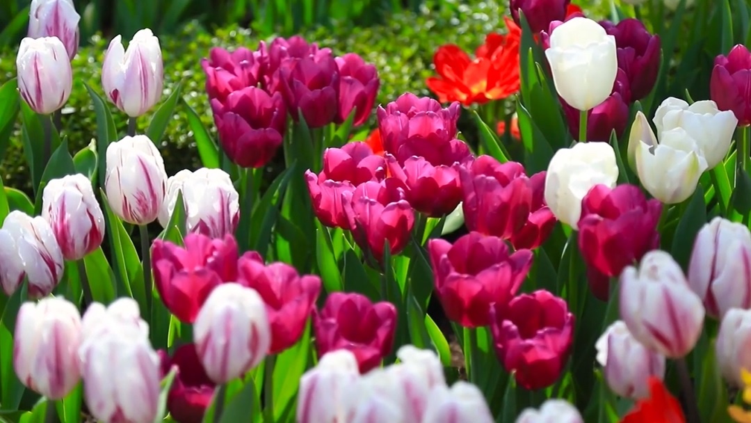 Thien duong hoa hong va tulip cho cac cap doi trong ngay 8/3 hinh anh