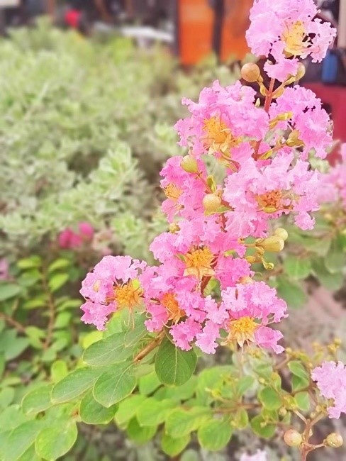 realme ảnh 5 realme anh 5