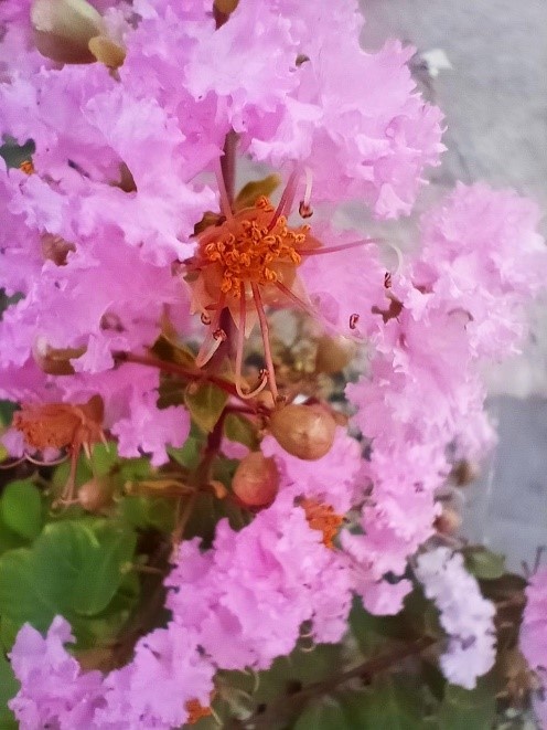 realme ảnh 6 realme anh 6