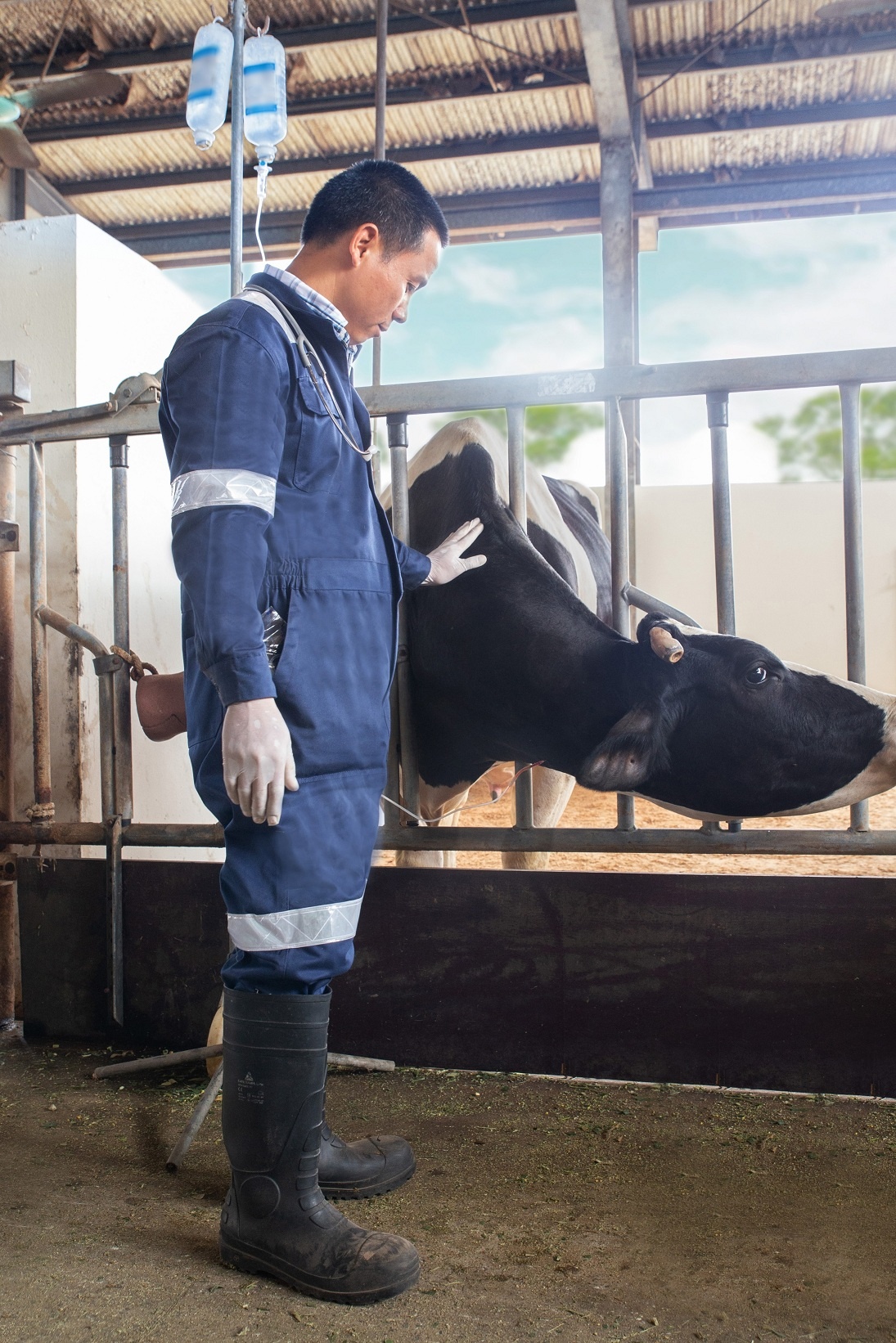 Cô Gái Hà Lan ảnh 4 Co Gai Ha Lan anh 4